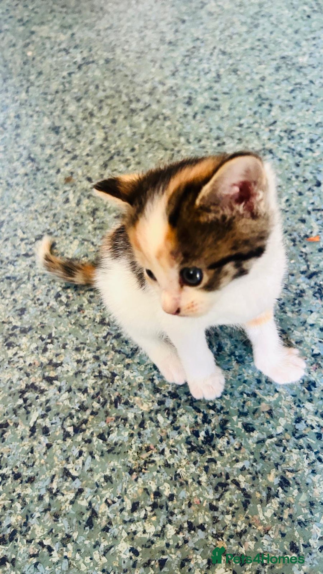 British Shorthair cats for sale: 📢 Kittens & Mum Looking for Loving Homes! - Image 7