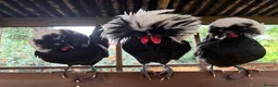 Chickens poultry for sale: Poland Bantam Trio’s  - Advert 3