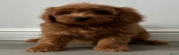 Cockapoo dogs for sale: Cockapoo puppies  - Advert 3