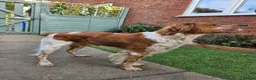 Brittany Spaniel dogs for stud: KC Registered Brittany Spaniel Available for Stud  in Andover - Advert 4