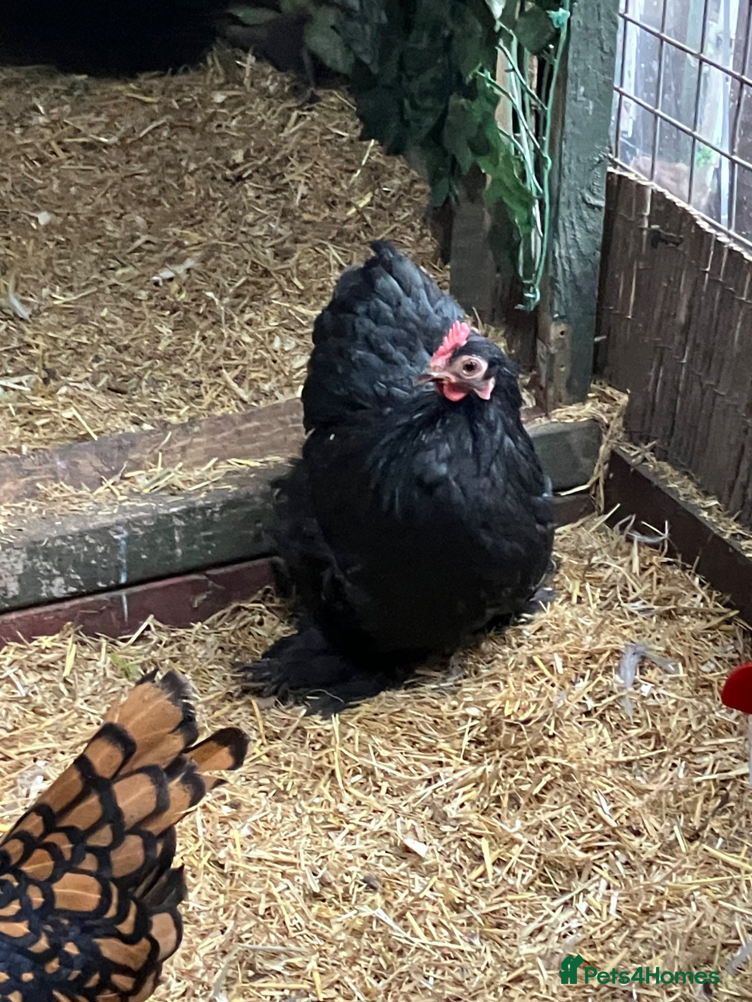 Chickens poultry Hen Pekin bantam - Advert 3