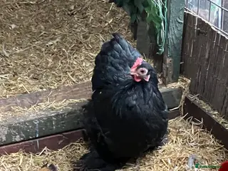 Chickens poultry Hen Pekin bantam - Advert 3