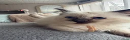 Ragdoll cats for sale: Beautiful ragdoll kittens ready now - Advert 12