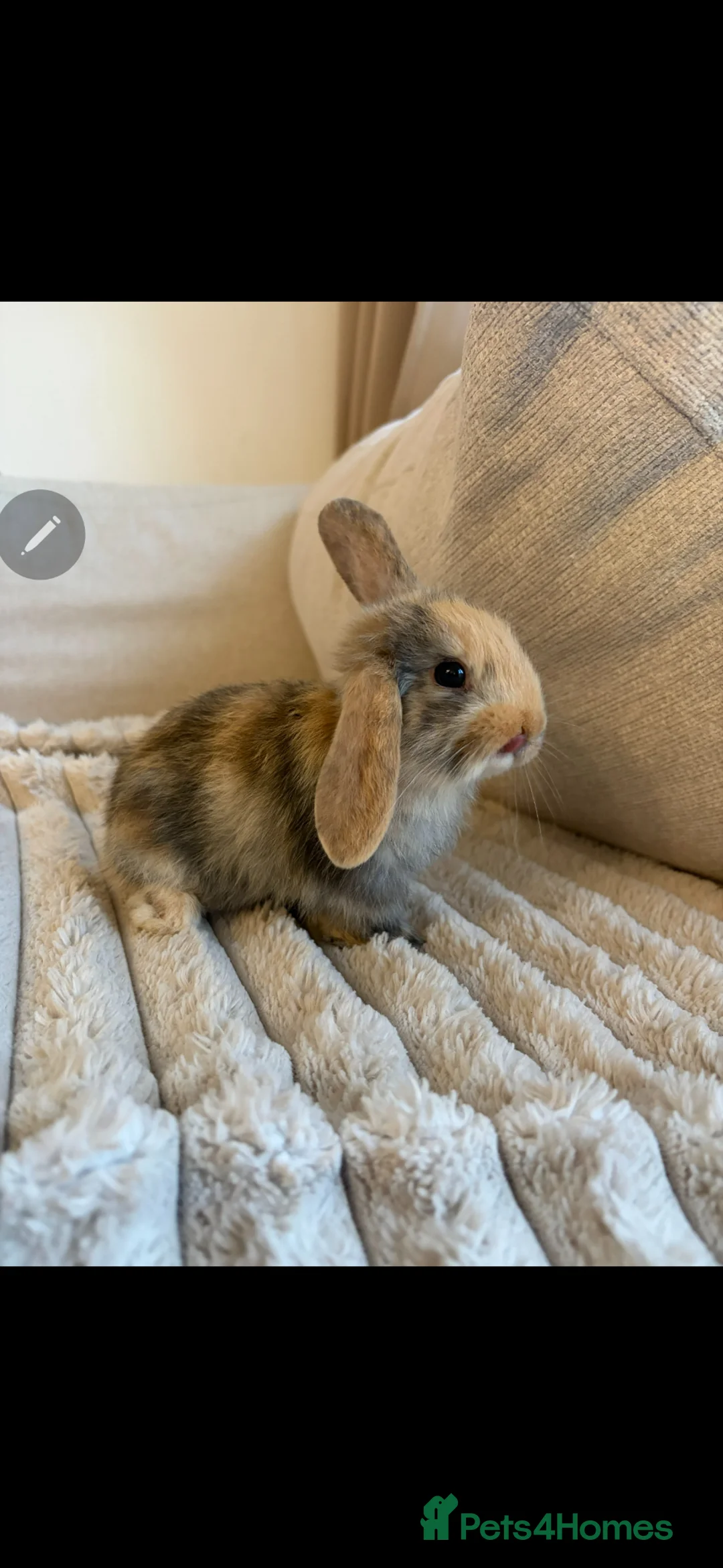 Mini Lop rabbits for sale: Mini Lop bunnies  - Advert 1