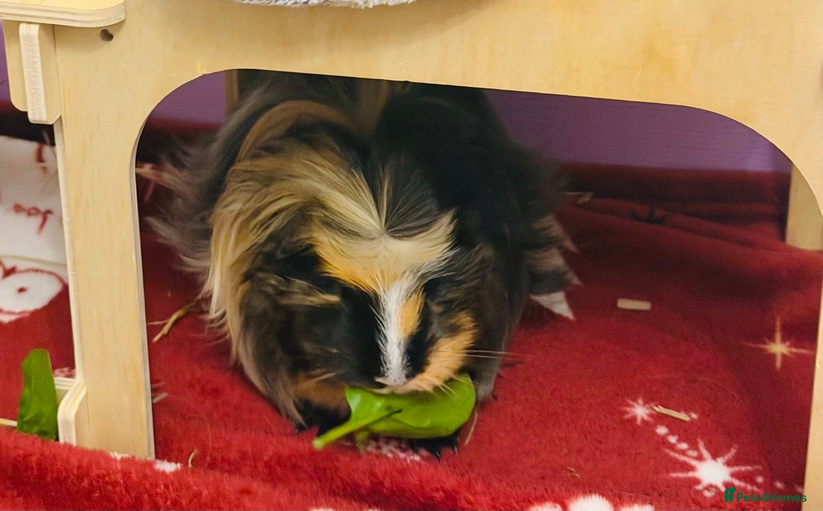 Guinea Pig rodents 2 Beautiful Guinea Pigs + Luxury Full Setup - Advert 1