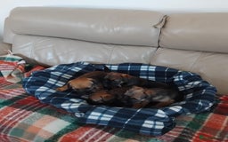 Border Terrier dogs for sale: Border terrier puppies  - Image 4