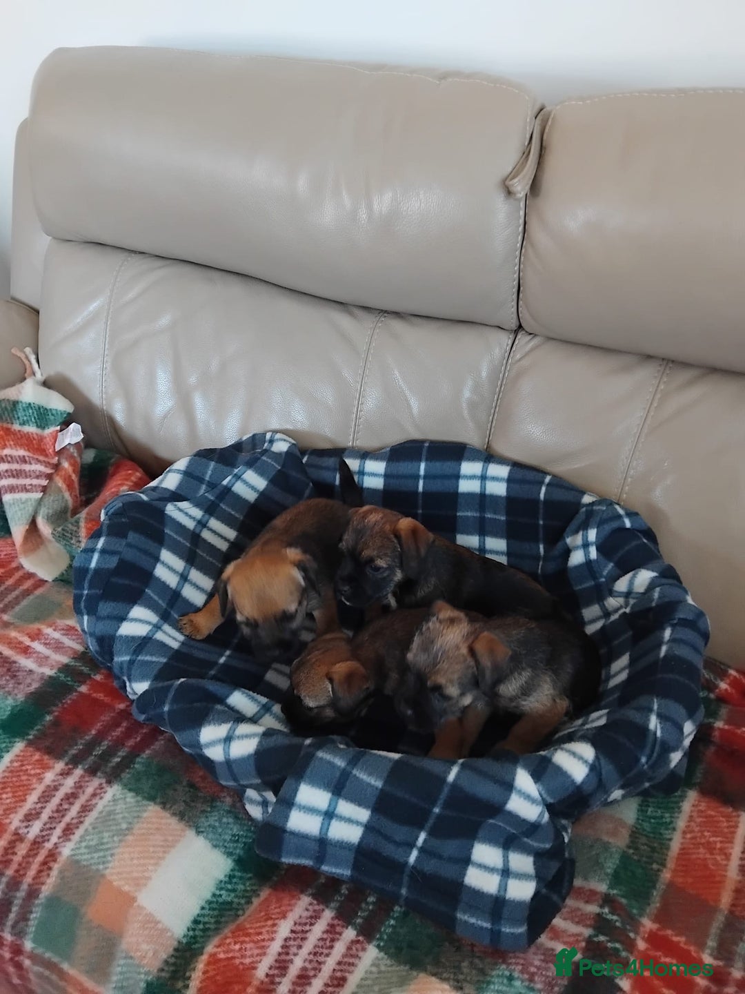 Border Terrier dogs for sale: Border terrier puppies  - Image 4