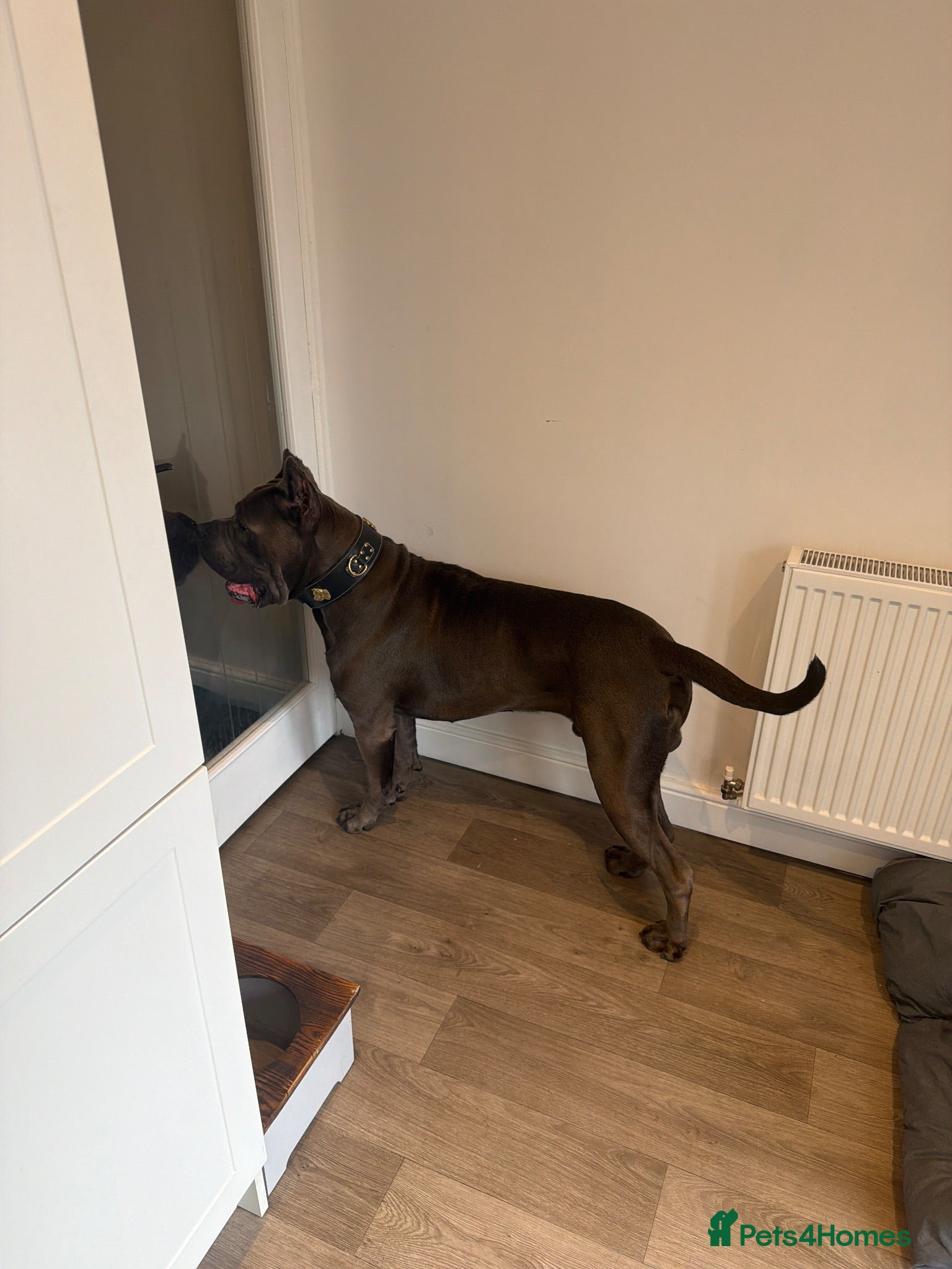 Cane Corso dogs Cane corso Serbian import 2 years old intact - Advert 15