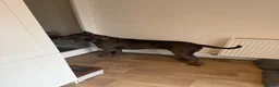 Cane Corso dogs for sale: Cane corso Serbian import 2 years old intact - Advert 1