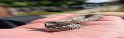 Snake reptiles for sale: Western Hognose Babies - Normal and Axanthics - Advert 2