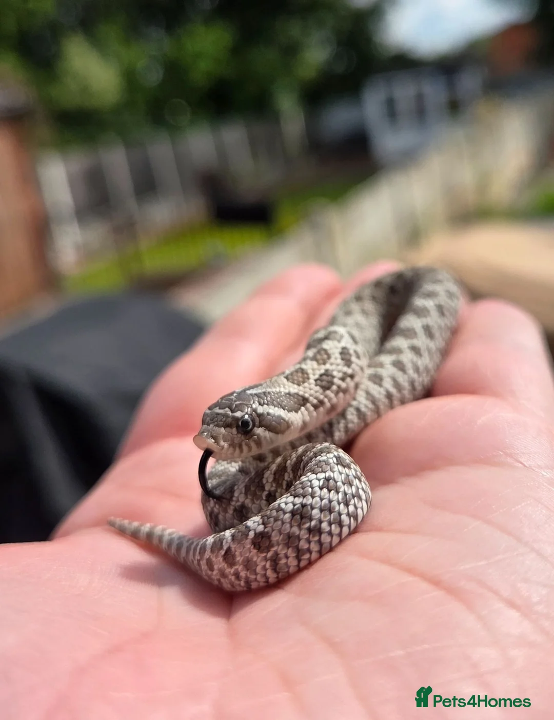 Snake reptiles for sale: Western Hognose Babies - Normal and Axanthics - Advert 2