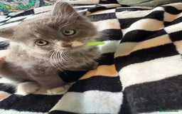 Persian cats for sale: Persian x ragdoll kittens all boys  - Image 8