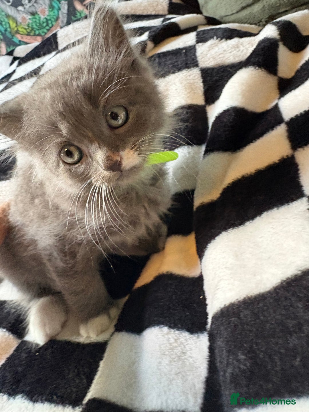 Persian cats for sale: Persian x ragdoll kittens all boys  - Image 8