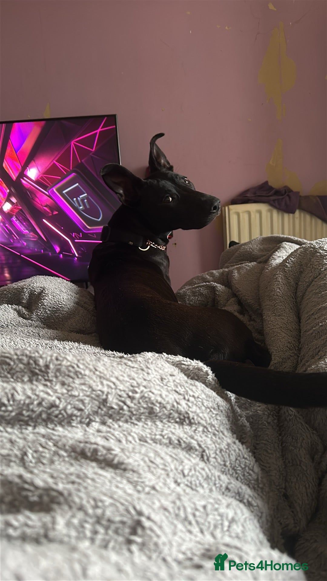 Mixed Breed dogs for sale: Kensi malinois cross Staffordshire bull terrior - Image 9