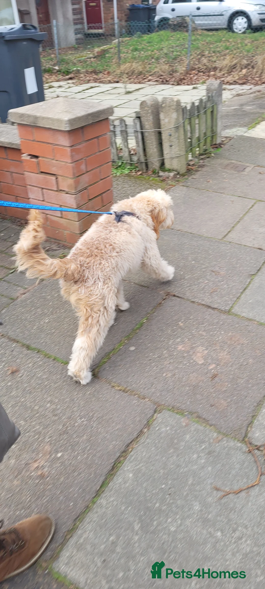 Cavapoo dogs for stud:  PROVEN F1 Cavapoo for stud in Birmingham - Advert 3