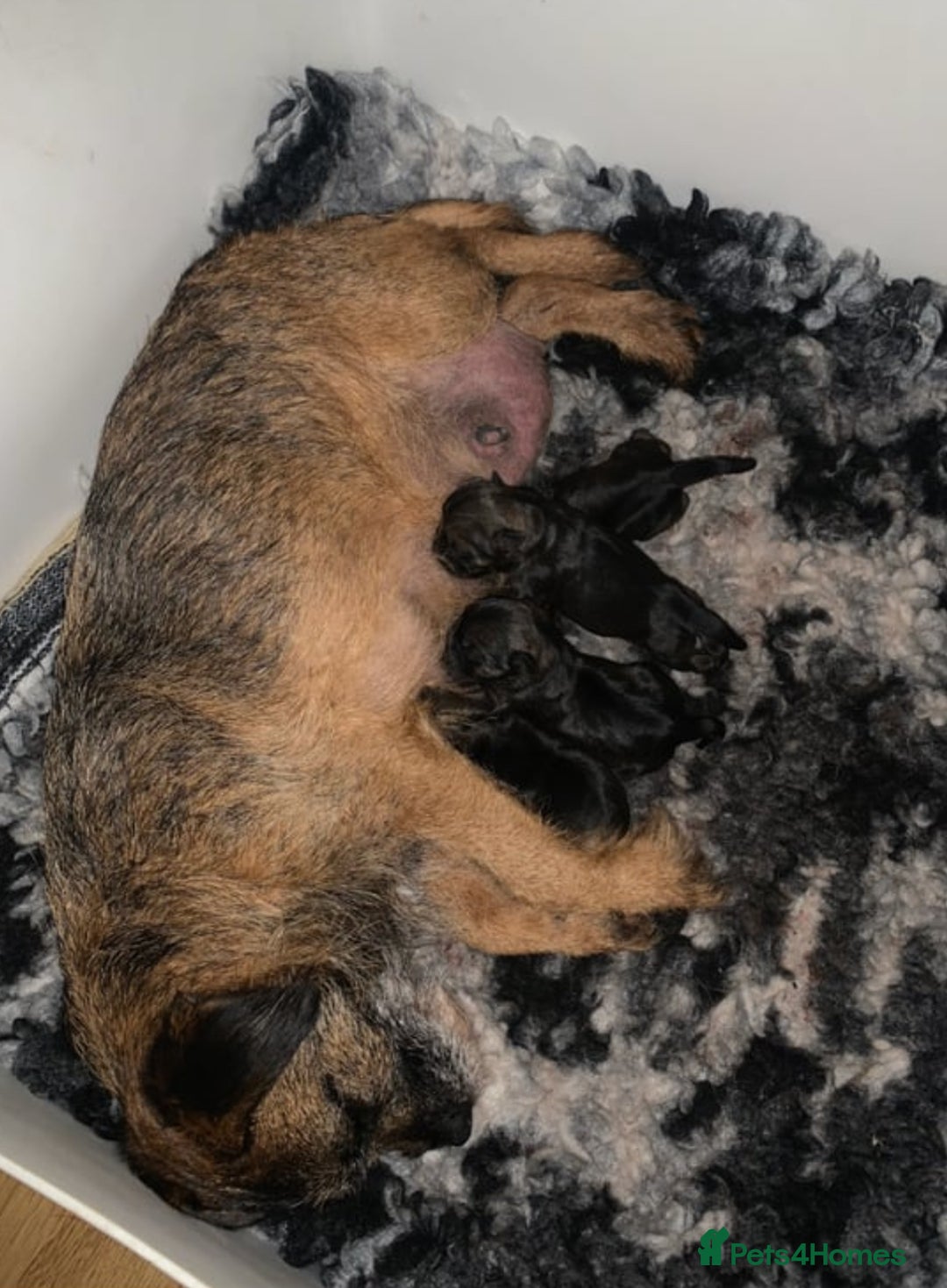 Border Terrier dogs for sale:  Border Terrier puppies  - Image 10