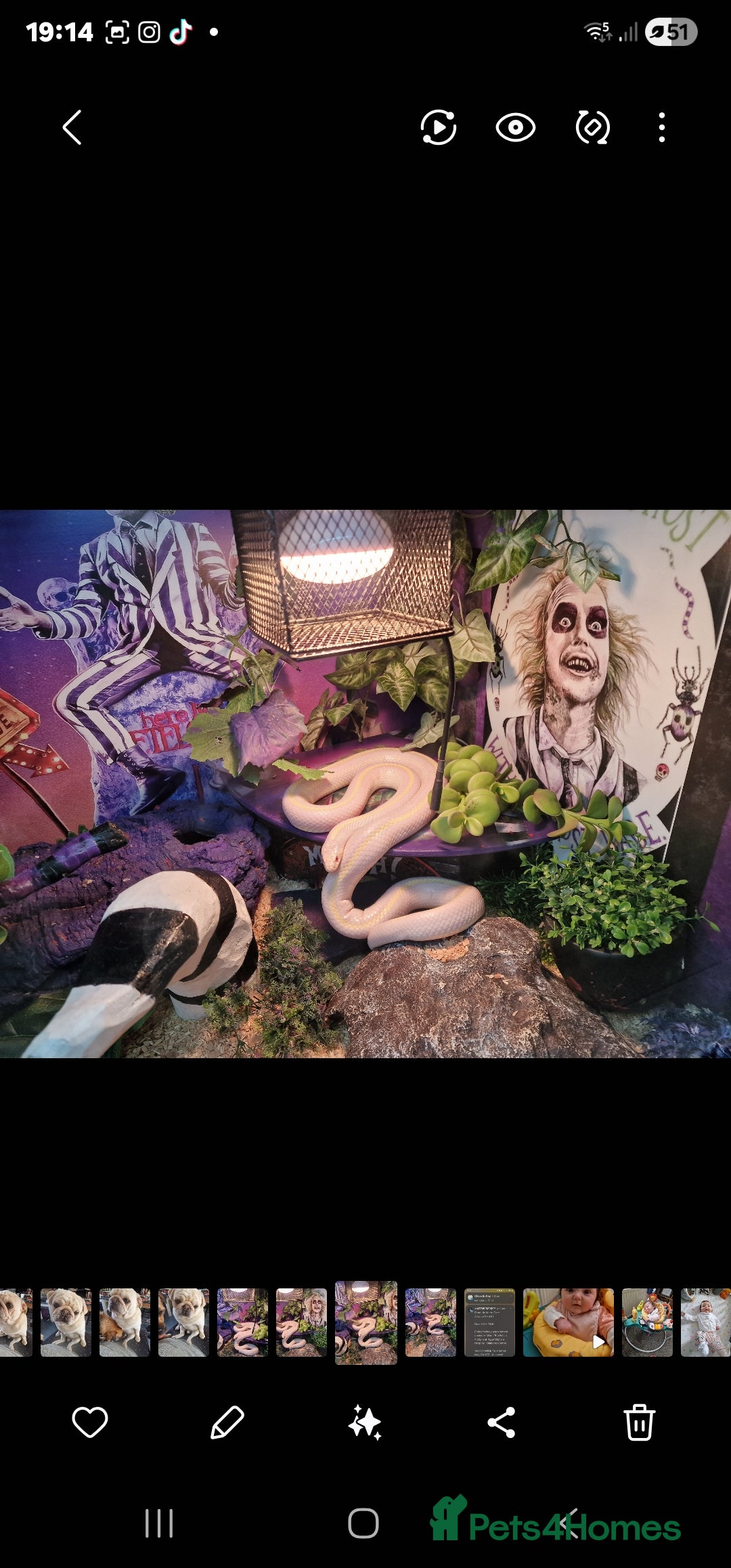 King Snake reptiles for sale: Cali kingsnake with full set up - Advert 4