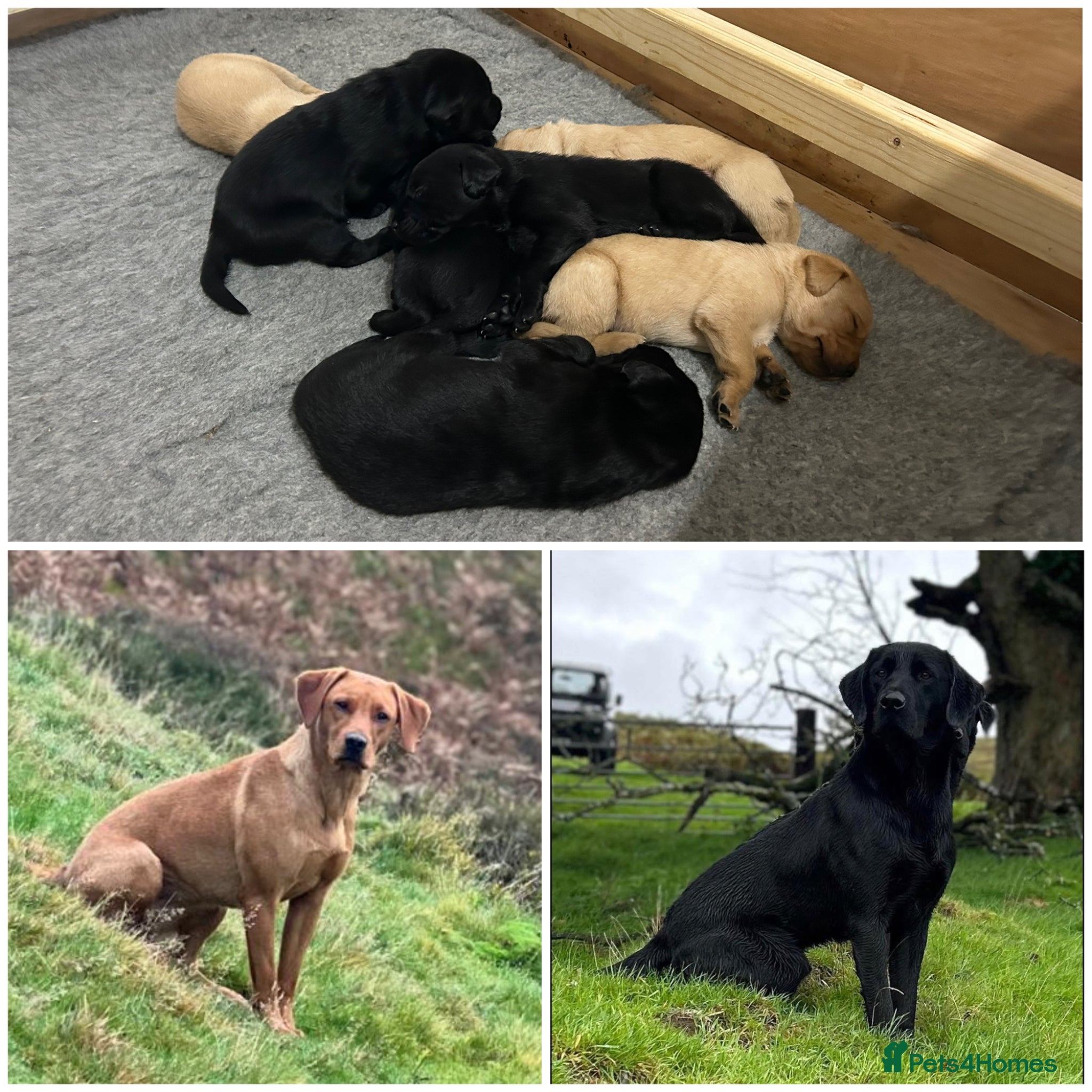 Labrador Retriever dogs KC reg health tested working Labrador puppies - Advert 1