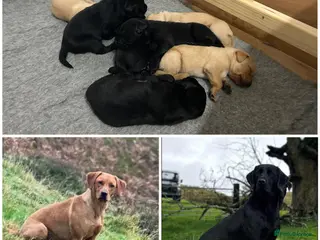 Labrador Retriever dogs KC reg health tested working Labrador puppies - Advert 1