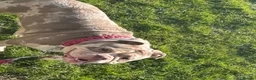 Old Tyme Bulldog dogs for sale: Female old Tyme bulldog  in Royston - Advert 5