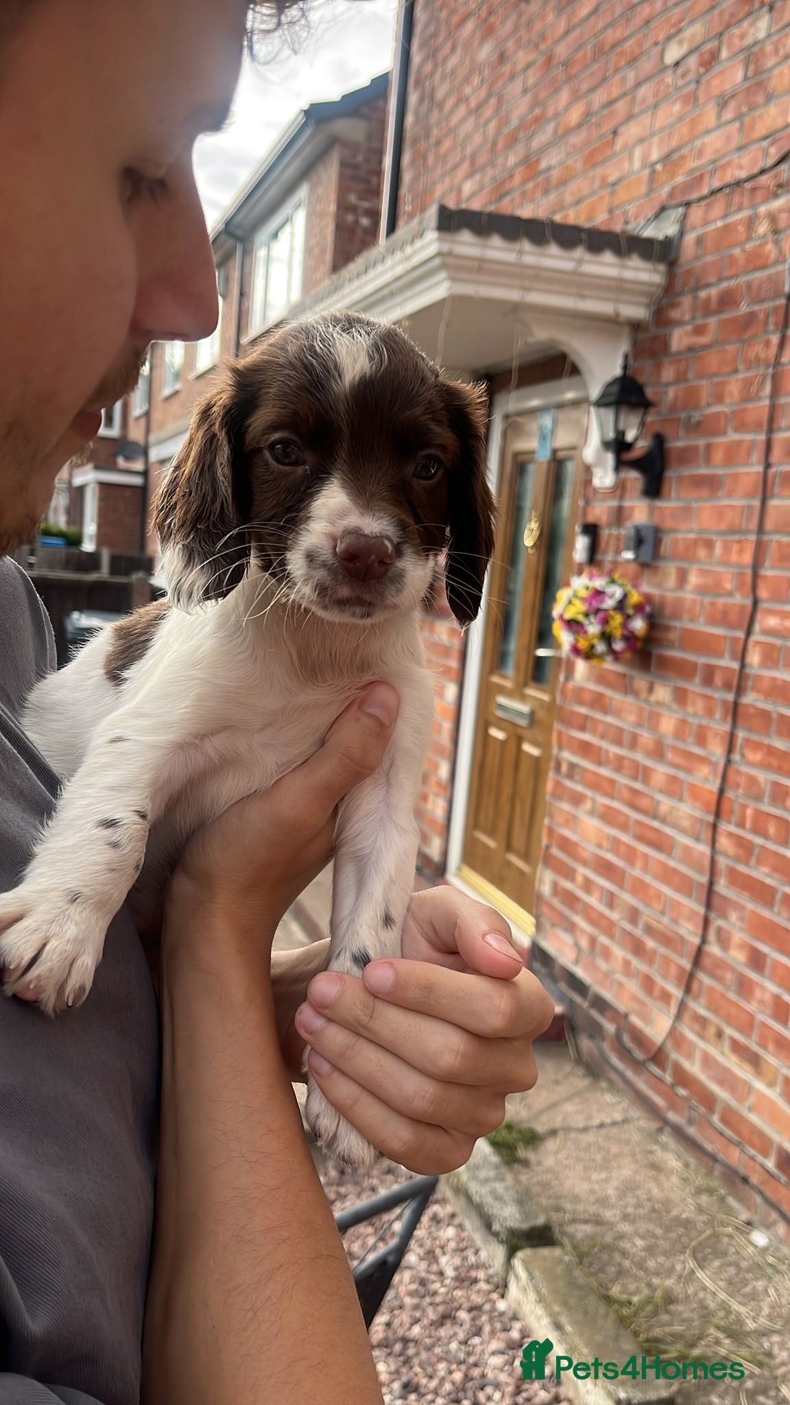 Cocker Spaniel dogs 1 male and female cocker spaniel pup 🐶❤️ - Advert 1