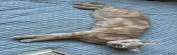 Mixed Breed cats for sale: Ginger cat for sale - Advert 6