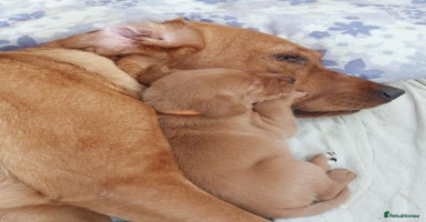 Labrador Retriever dogs - Advert 15