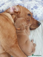 Labrador Retriever dogs - Advert 4