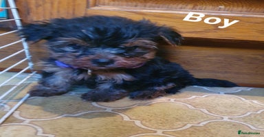 Yorkshire Terrier dogs - Advert 4