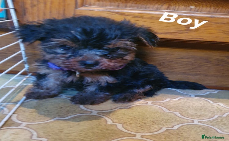 Yorkshire Terrier dogs - Advert 14