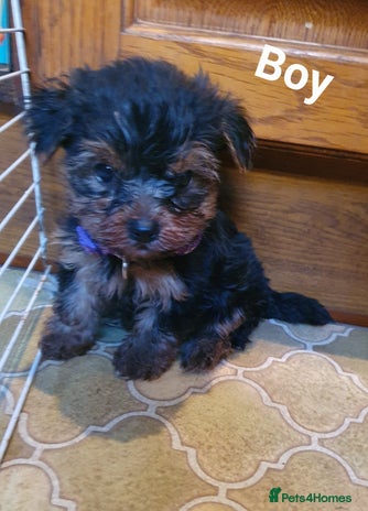 Yorkshire Terrier dogs - Advert 14