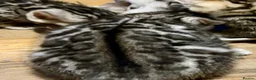 Bengal cats for sale: UPDATE 3 Gorgeous Bengal Kittens ready to reserve - Advert 35