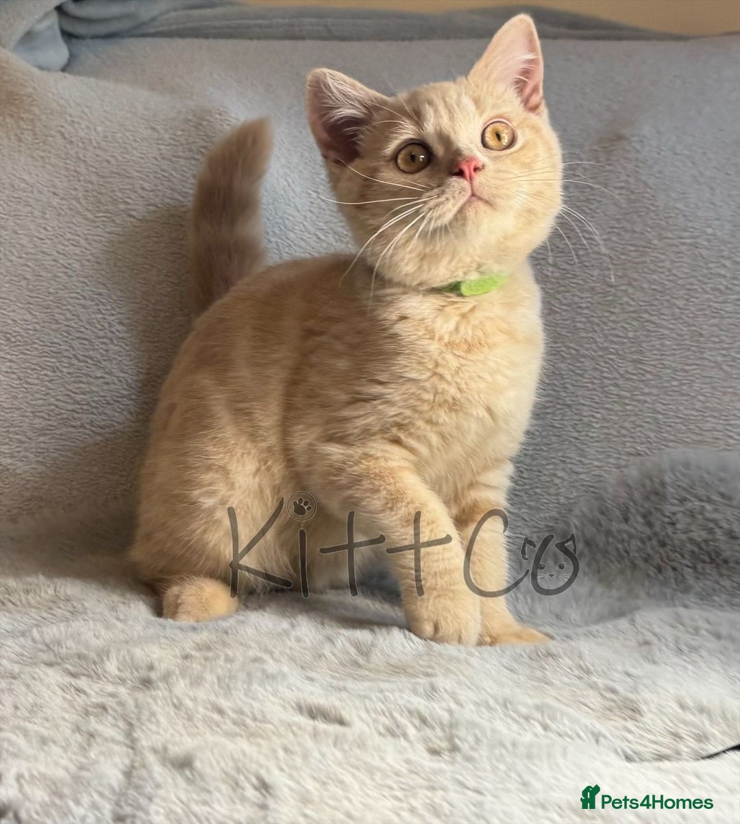 British Shorthair cats for sale: LAST 2 GCCF BSH Kittens – Ready NOW!! in Slough - Image 9