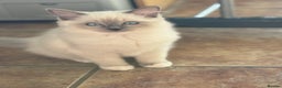 Ragdoll cats for sale: Gccf registered blue mitted ragdoll - Advert 2