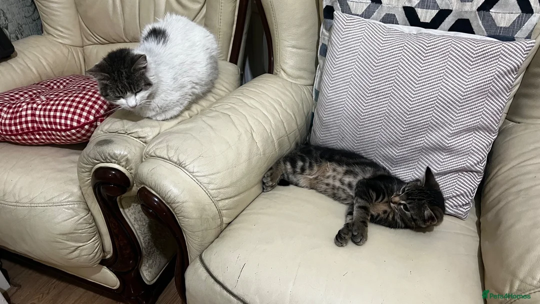 Mixed Breed cats for sale: 10 week old male kitten  - Advert 2
