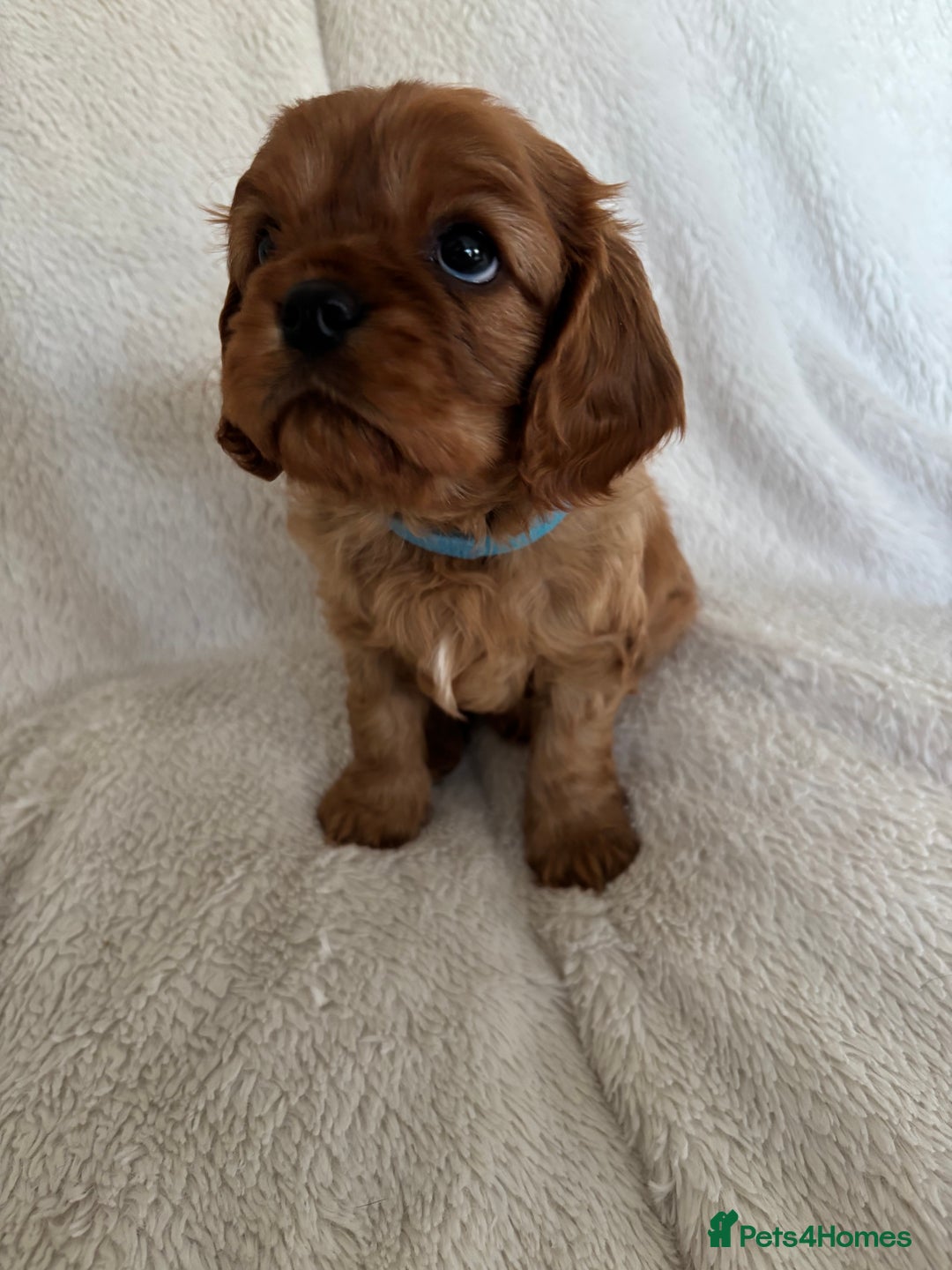 Cavalier King Charles Spaniel dogs for sale: KC Cavalier King Charles spaniel  - Image 6