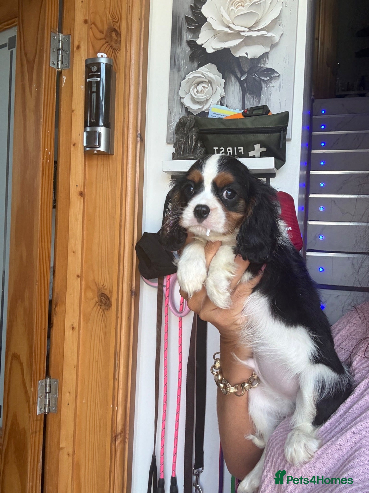 Cavalier King Charles Spaniel dogs Royal kennel club cavalier puppies dna clear - Advert 1