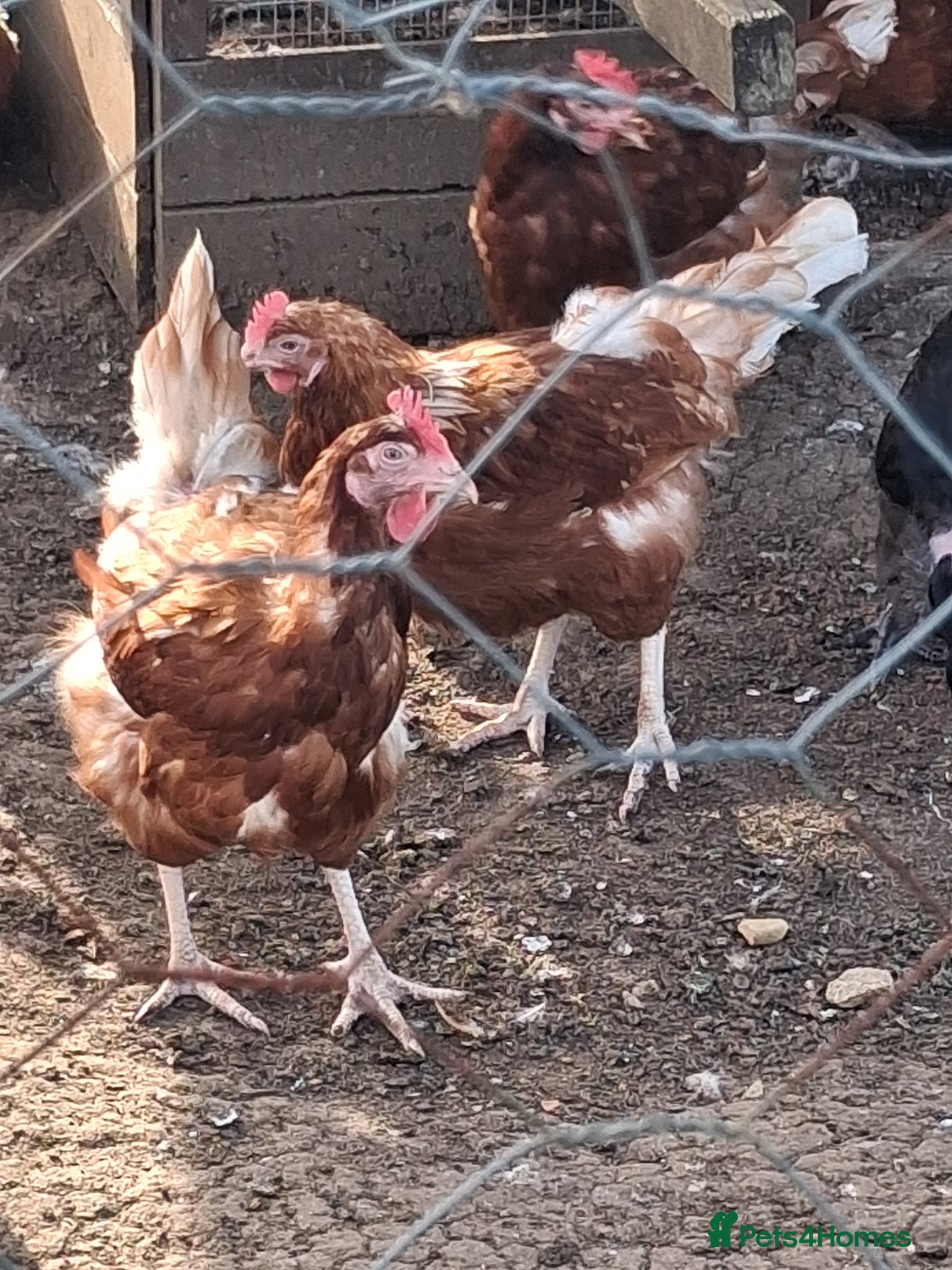 Mixed Breed poultry Various breeds available,  please read! - Advert 3