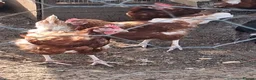 Mixed Breed poultry for sale: Various breeds available,  please read! in Melksham - Advert 1