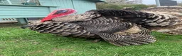 Turkeys poultry for sale: Two boy turkeys for sale - Advert 2