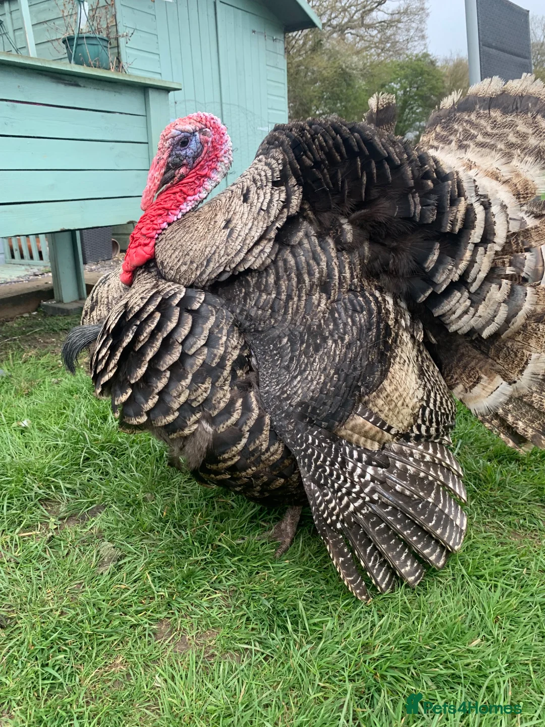 Turkeys poultry for sale: Two boy turkeys for sale - Advert 2