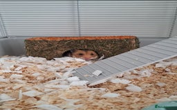 Hamster rodents for sale: Syrian Hamster & Setup - Image 2