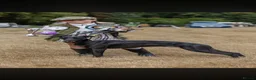 Whippet dogs for sale: Working/show/race/family whippet puppies  - Advert 16