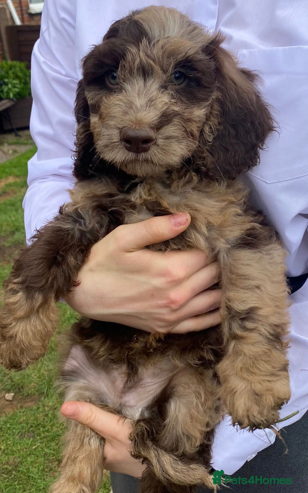 Poodle dogs for stud: Stunning Well Proven Miniature Merle Poodle in Newcastle - Advert 18