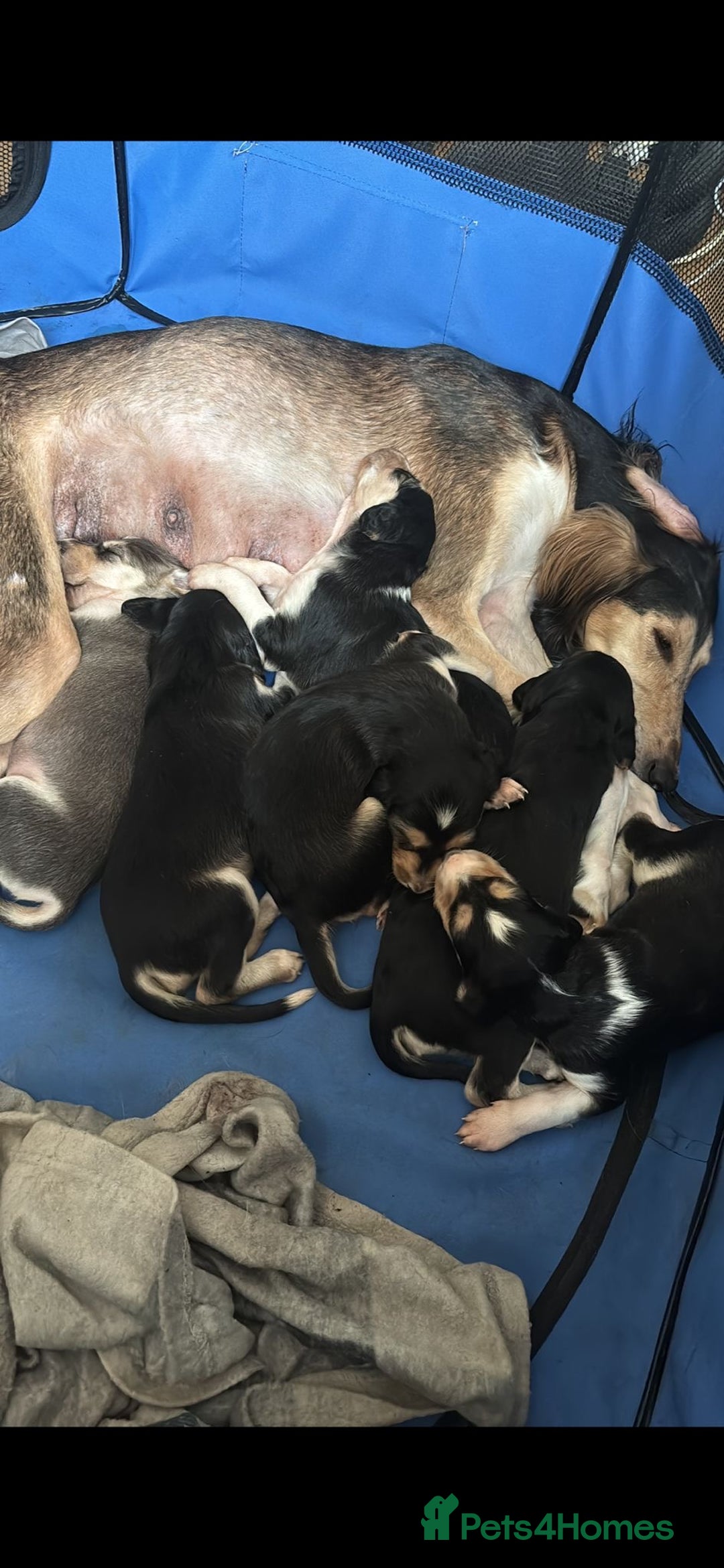 Saluki dogs for sale: KC registered Saluki puppies - Image 1