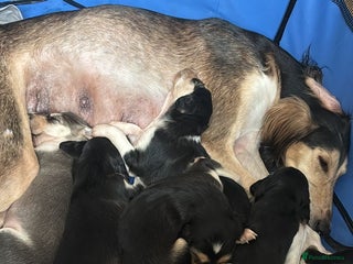 Saluki dogs - Advert 5