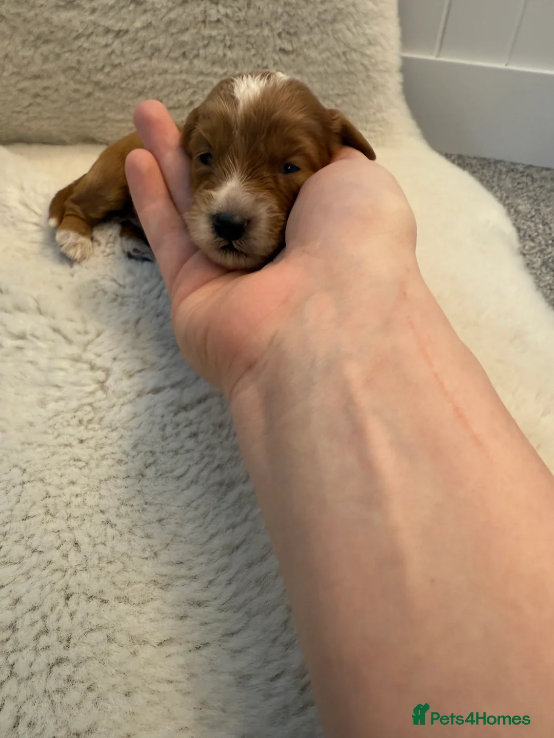 Cockapoo dogs for sale: F1 stunning cockerpoo puppies - Advert 6