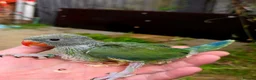Ringnecks birds for sale: Stunning Hand Reared Ringnecks - Advert 4