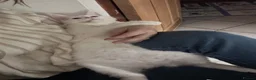 Maine Coon cats for sale: White blue eyes maine coon - Advert 4