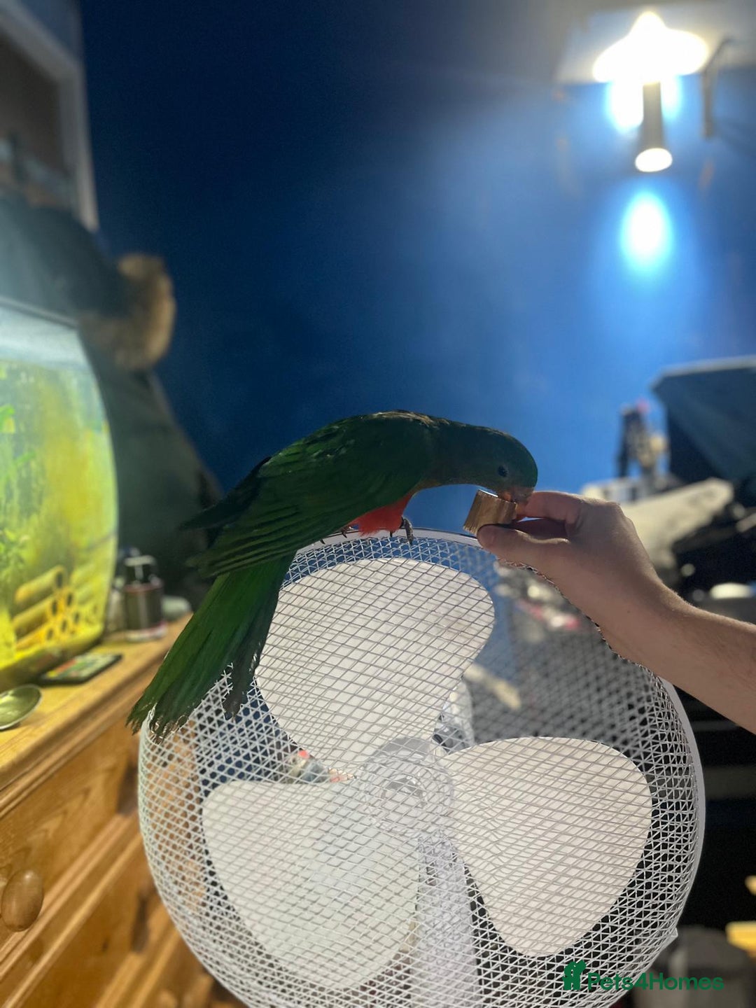 Parakeets birds for sale: Australian King Parrakeet - Advert 4